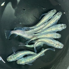 🐟土日メダカ販売‼️多数出品中‼️