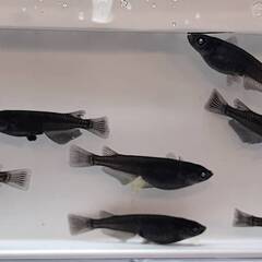 黒天幻龍　ブルーアイ　稚魚１２匹より