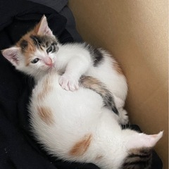 子猫