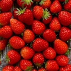  5/11(日)限定 いちご狩り🍓🍓🍓 - その他