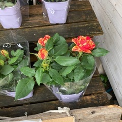 希少！絞りの薔薇の画像
