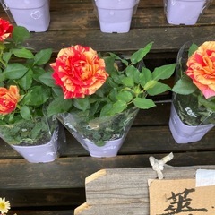 希少！絞りの薔薇