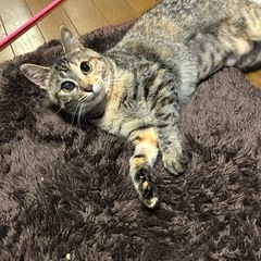 キジトラ　サビ猫　女の子　人懐こい　0歳7ヶ月