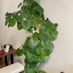 【インテリア映え抜群✨】おしゃれなウンベラータ🌿大型観葉植物／癒...