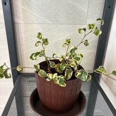 観葉植物　ペンジャミン　シタシオン