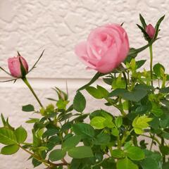プレゼントに！【ミニ薔薇】ぴ―ち姫