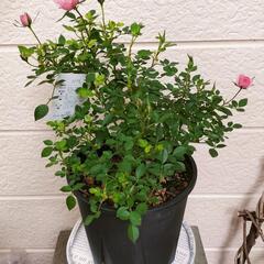 プレゼントに！【ミニ薔薇】ぴ―ち姫の画像