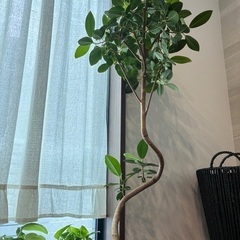 観葉植物　フランスゴムの木(曲がり)