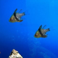 カクレクマノミ　海水魚の画像