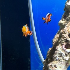 カクレクマノミ　海水魚の画像