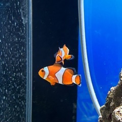 カクレクマノミ　海水魚
