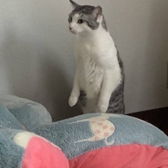 猫3匹引き取って頂ける方