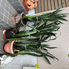 観葉植物２