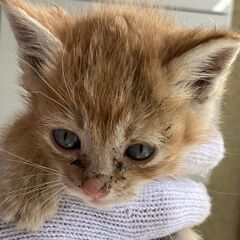親猫に捨てられた２匹の子猫（１～２か月）の里親さんを募集し…