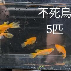 不死鳥メダカ5匹