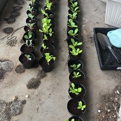 野菜苗