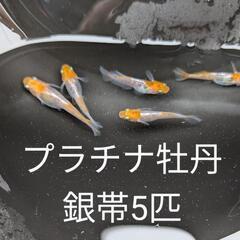 プラチナ牡丹銀帯メダカ。5匹