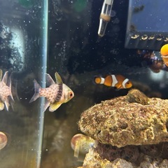 カクレクマノミ　海水魚の画像