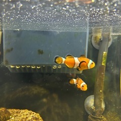 カクレクマノミ　海水魚の画像