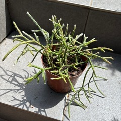 リプサリス　多肉植物