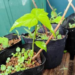花②　植物　ガーデニング　タイタンビカス　モミジアイの画像