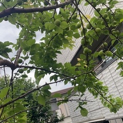 梅の木　無料　の画像