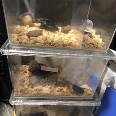 パラワンオオヒラタクワガタ