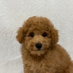 トイプードル　レッド