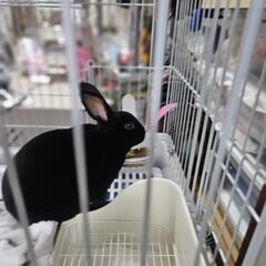黒うさぎ  らい君