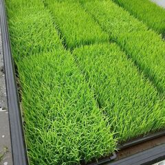 コシヒカリの苗です