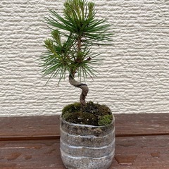 盆栽　松の画像
