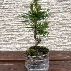 盆栽　松の画像