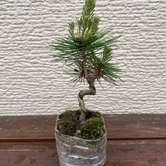 盆栽　松の画像