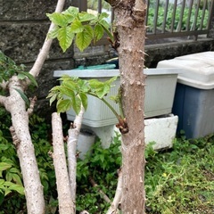 タラの芽挿し木，接ぎ木にどうぞ