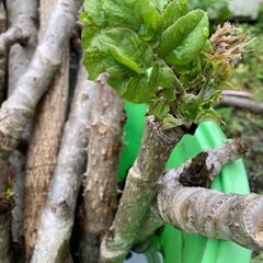 タラの芽挿し木，接ぎ木にどうぞ　2本の画像