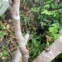 タラの芽挿し木，接ぎ木にどうぞ　2本の画像