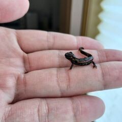 シリケンイモリ幼体自宅繁殖2匹セット（郵送&岐阜県各務原イオン付近受け渡し対応）の画像
