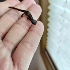 シリケンイモリ幼体自宅繁殖2匹セット（郵送&岐阜県各務原イオン付近受け渡し対応）の画像