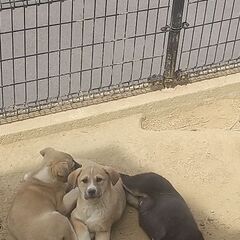 ２ヶ月の雑種犬です。