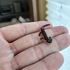 シリケンイモリ幼体自宅繁殖2匹セット（郵送&岐阜県各務原イオン付近受け渡し対応）の画像