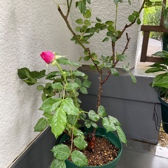 薔薇　苗　フィオーラ