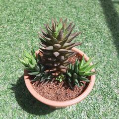 鼓笛（大株）　多肉植物　ハオルチアの画像