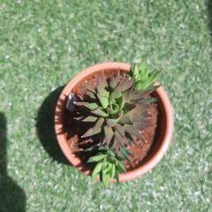 鼓笛（大株）　多肉植物　ハオルチアの画像