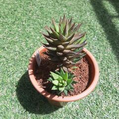 鼓笛（大株）　多肉植物　ハオルチアの画像