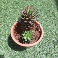 鼓笛（大株）　多肉植物　ハオルチアの画像