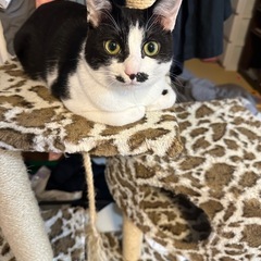 2歳のメス猫　ハチワレ　2匹 - 生駒市