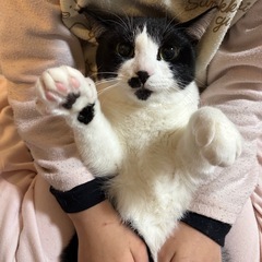 2歳のメス猫　ハチワレ　2匹 − 奈良県