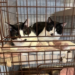 2歳のメス猫　ハチワレ　2匹 - 猫