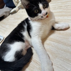 2歳のメス猫