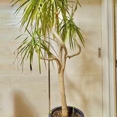観葉植物　ドラセナ　コンシンネ